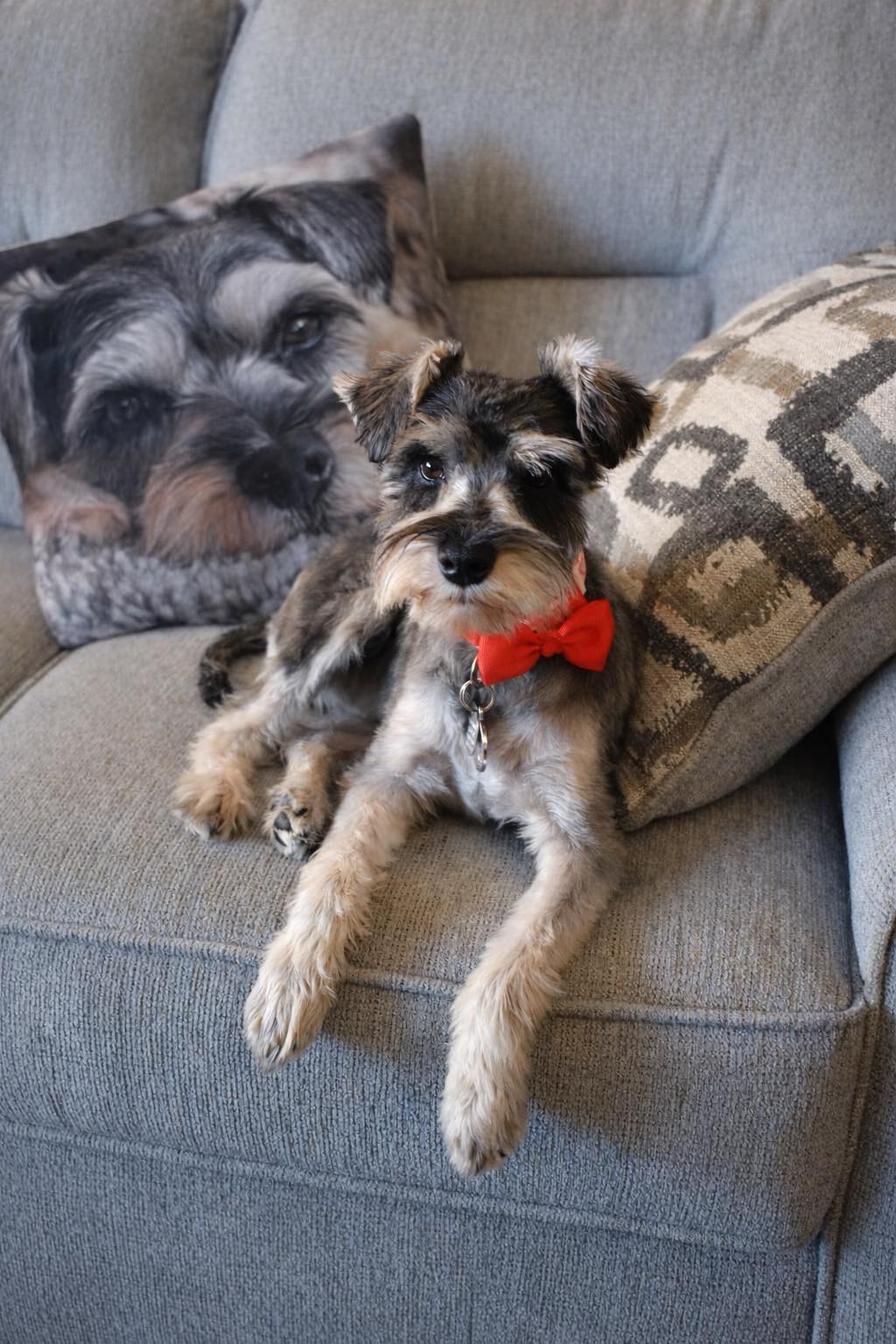 Max the dog